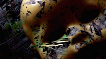 Videostill © 4youreye